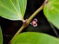 Kerala Bowl-Flower